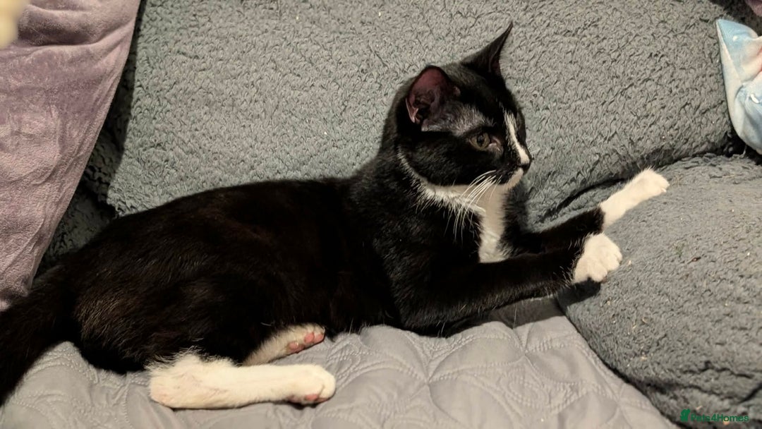 Mixed Breed cats for sale: kitten domestic short hair - Advert 12