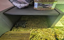 Tortoise reptiles for sale: Horsefield tortoise  - Image 3