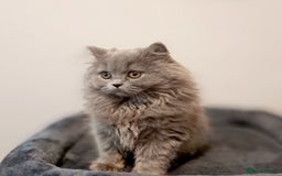 British Longhair cats for sale: TICA Beautiful Blue British Longhair Female - Image 9