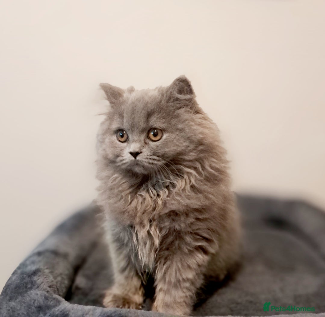 British Longhair cats for sale: TICA Beautiful Blue British Longhair Female - Image 9