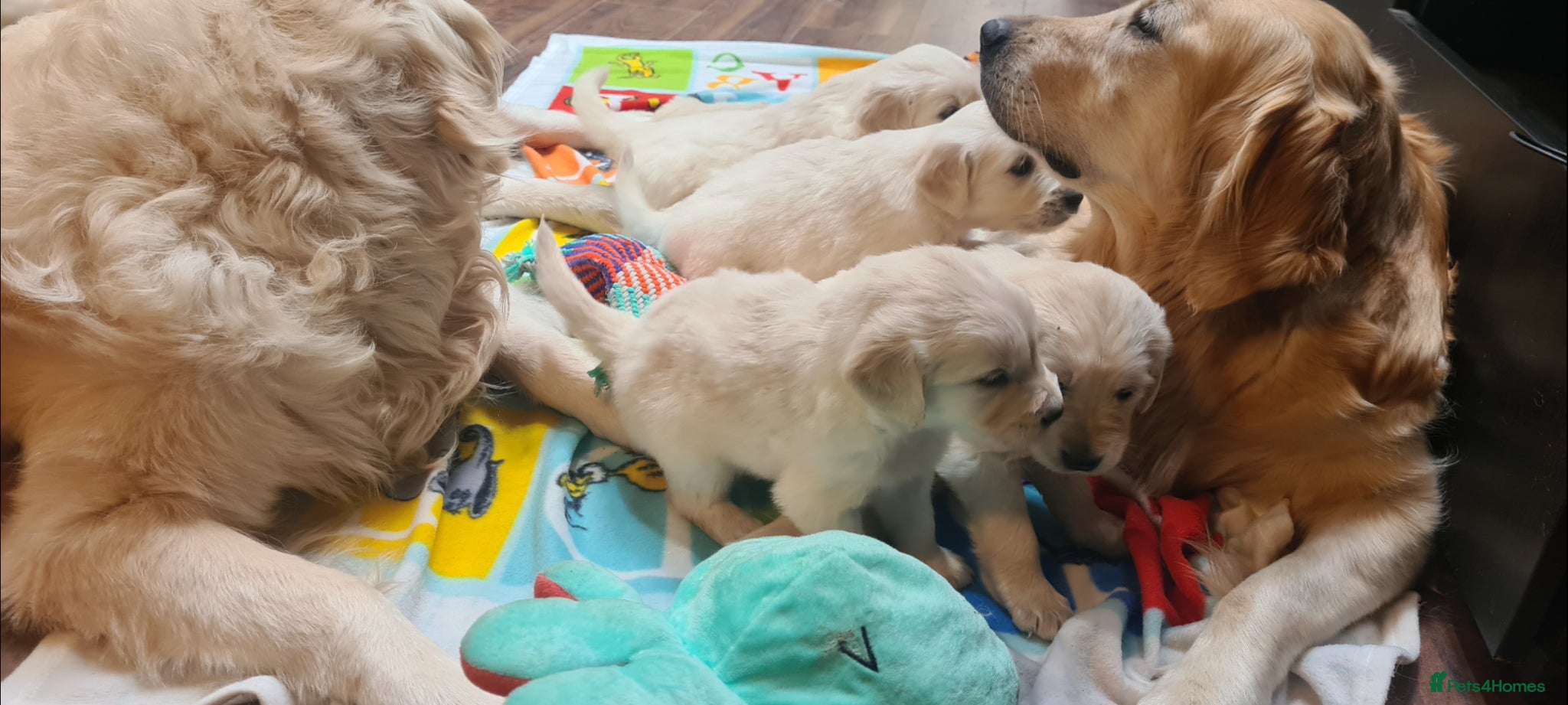 Golden Retriever dogs Golden Retrievers puppies - Advert 18