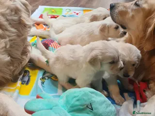 Golden Retriever dogs Golden Retrievers puppies - Advert 2