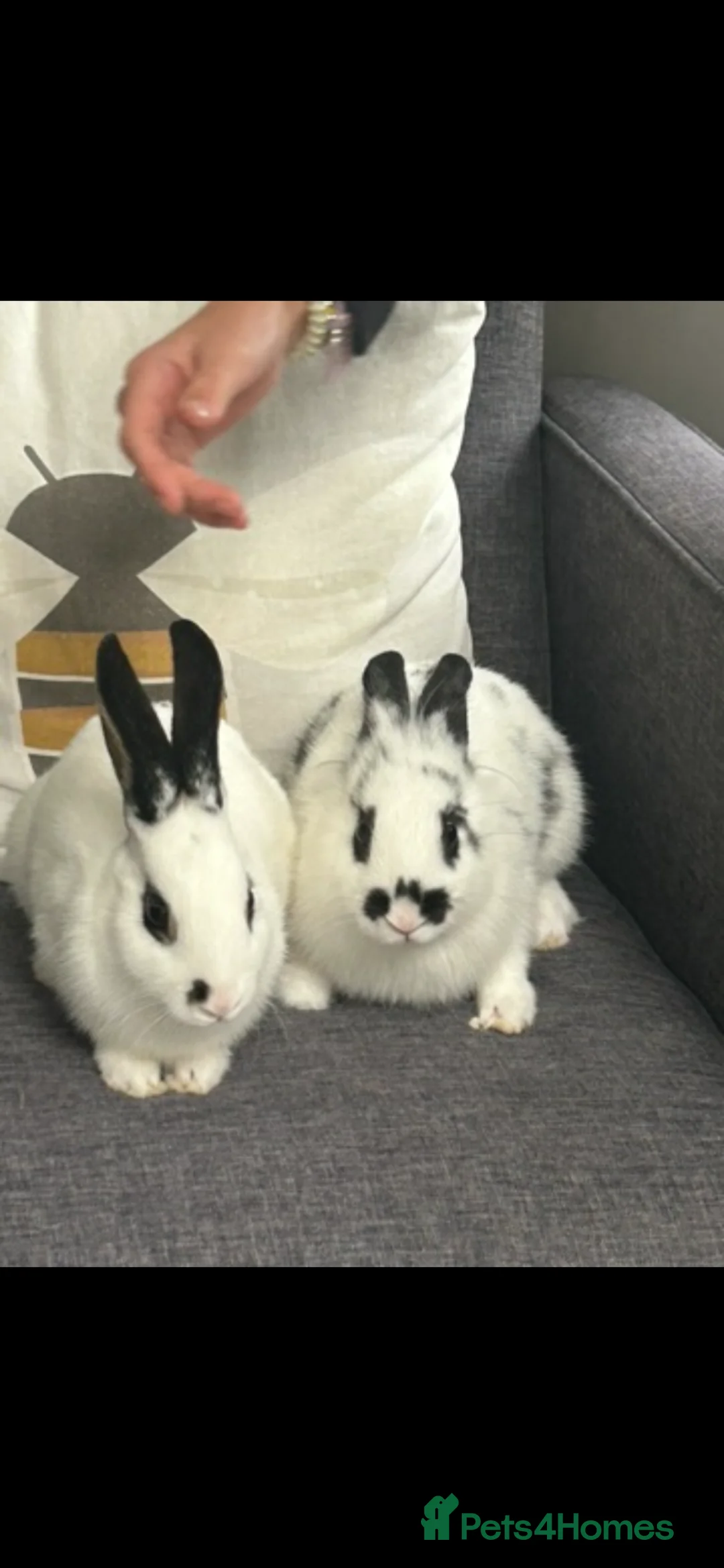 Mixed Breed rabbits for sale: English Spot and Lionhead in Kidlington - Advert 1