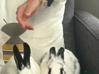 Mixed Breed rabbits English Spot and Lionhead - Advert 1