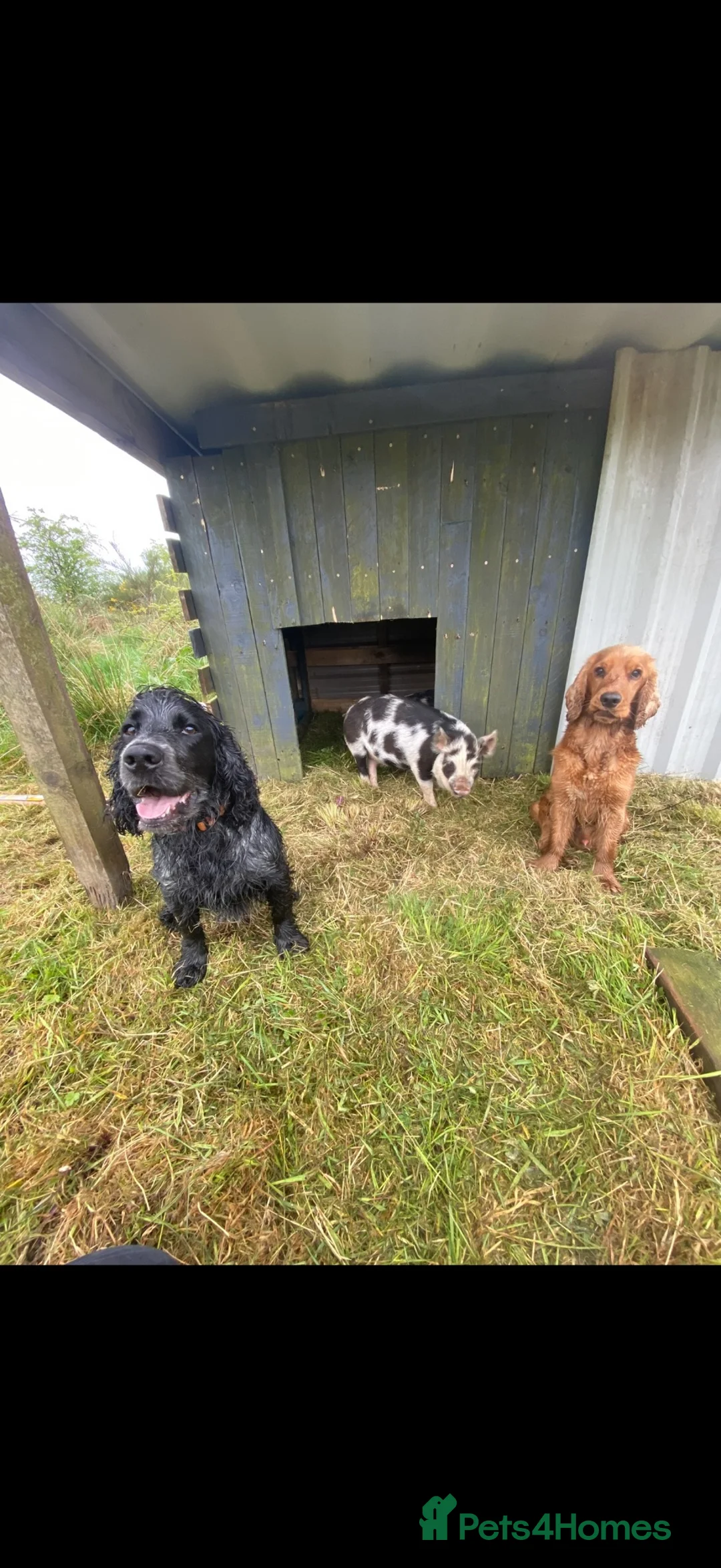 Cocker Spaniel dogs for sale: Two amazing cockers for new home  in Falmouth - Advert 13