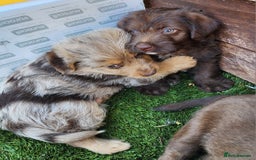 Jackapoo dogs for sale: 🐶 Rare-Coloured Jackapoo Puppies  - Image 5