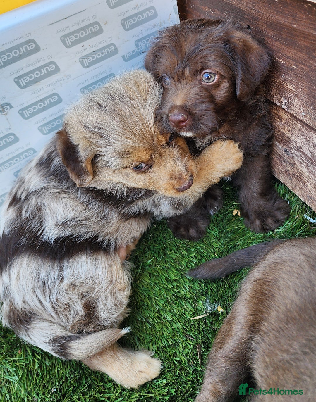 Jackapoo dogs for sale: 🐶 Rare-Coloured Jackapoo Puppies  - Image 5