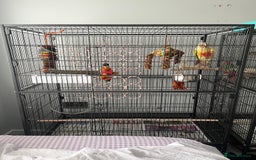 Conures birds for sale: Female pineapple green cheek conure for sale - Image 2