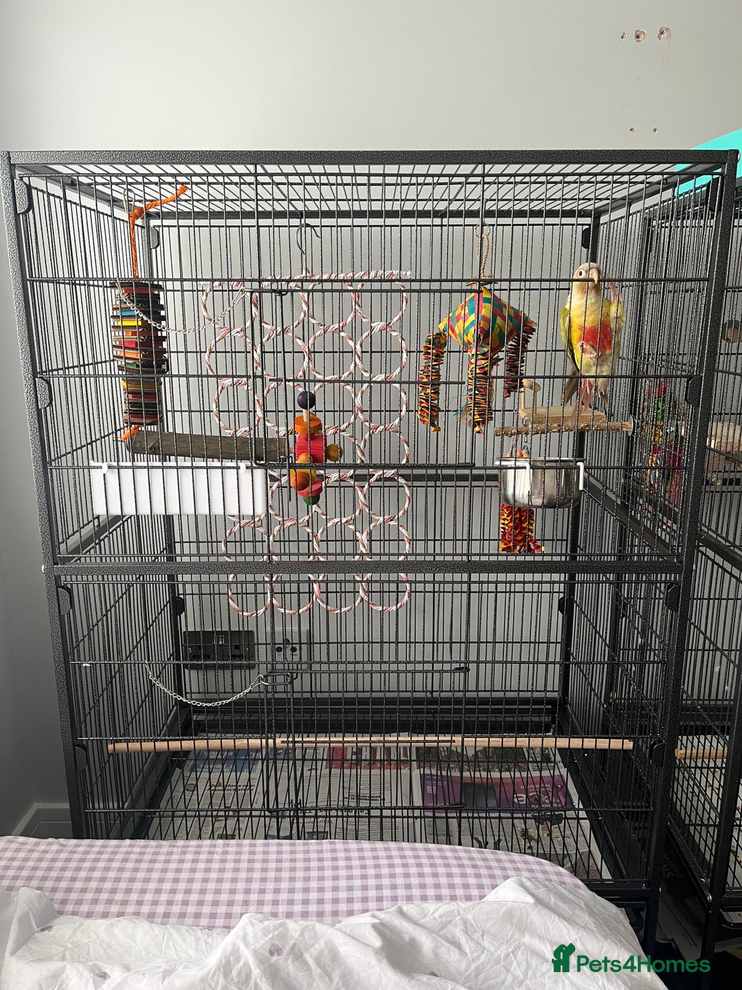 Conures birds for sale: Female pineapple green cheek conure for sale - Image 2