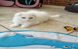 Scottish Fold cats for sale: ready now for there forever homes - Image 2