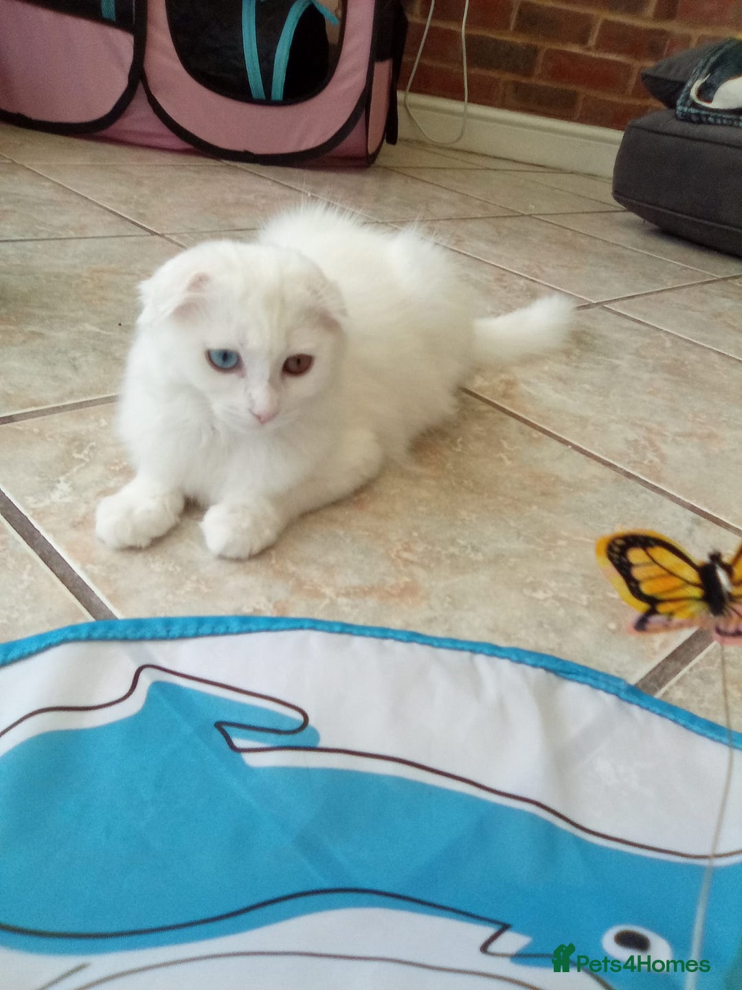 Scottish Fold cats for sale: ready now for there forever homes - Image 2
