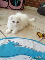 Scottish Fold cats ready now for there forever homes - Advert 3