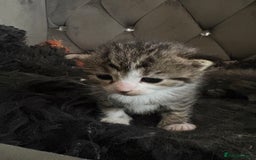 Mixed Breed cats for sale: 4 kittens for sale  - Image 2