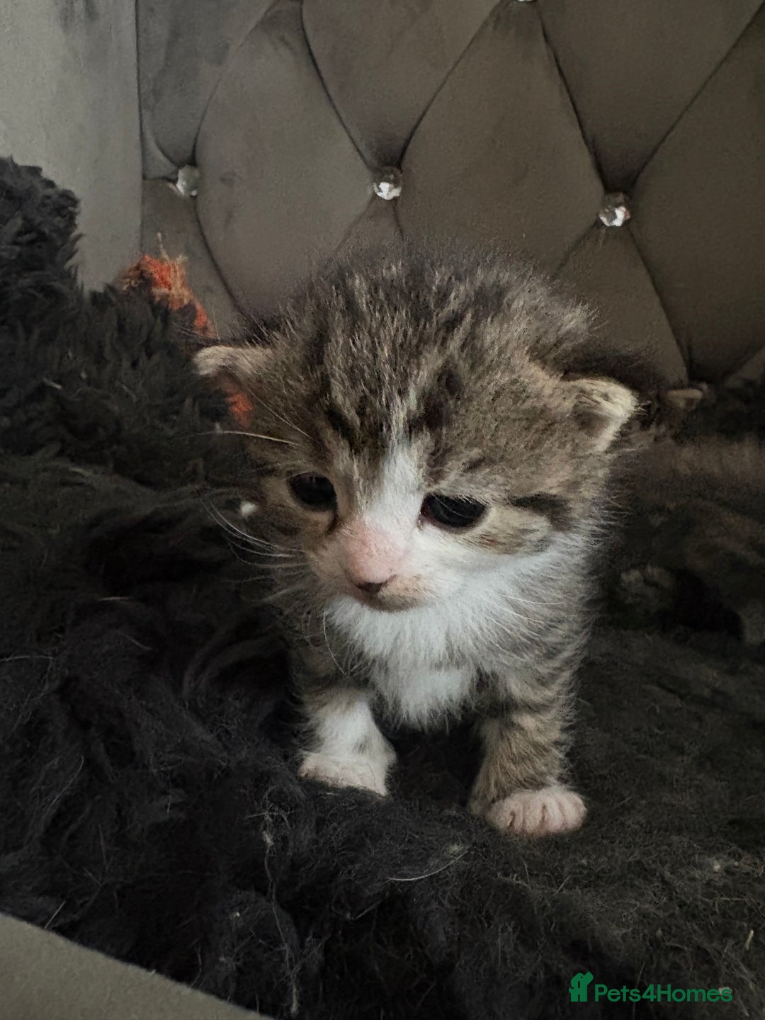 Mixed Breed cats for sale: 4 kittens for sale  - Image 2