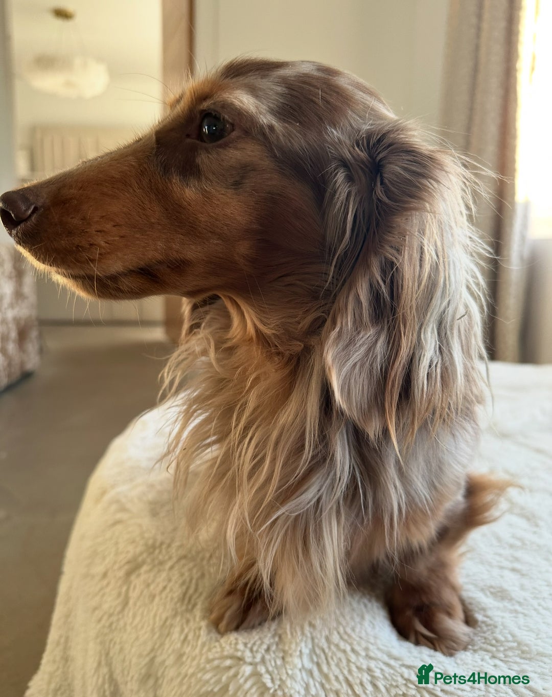 Miniature Dachshund dogs for stud: ✨Kc mini long haired dapple✨ 17 champions✨ in Romford - Advert 9
