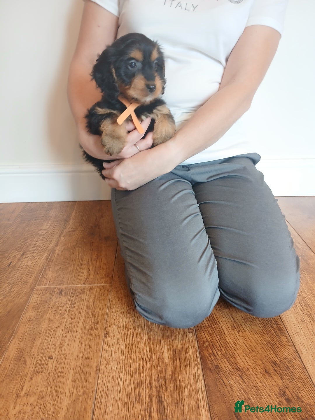 Cockapoo dogs for sale: Cockapoo puppies  - Image 1