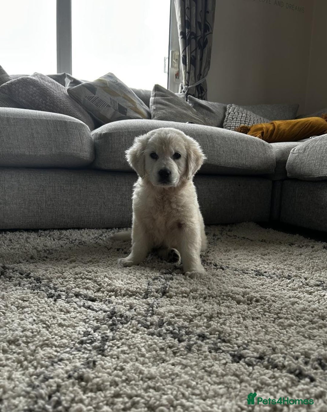 Golden Retriever dogs for sale: Stunning Chunky Golden Retriever Puppies - Image 6
