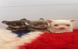 Chihuahua dogs for sale: XS Chocolate and Tan wrapped in Cream Boy  - Image 9