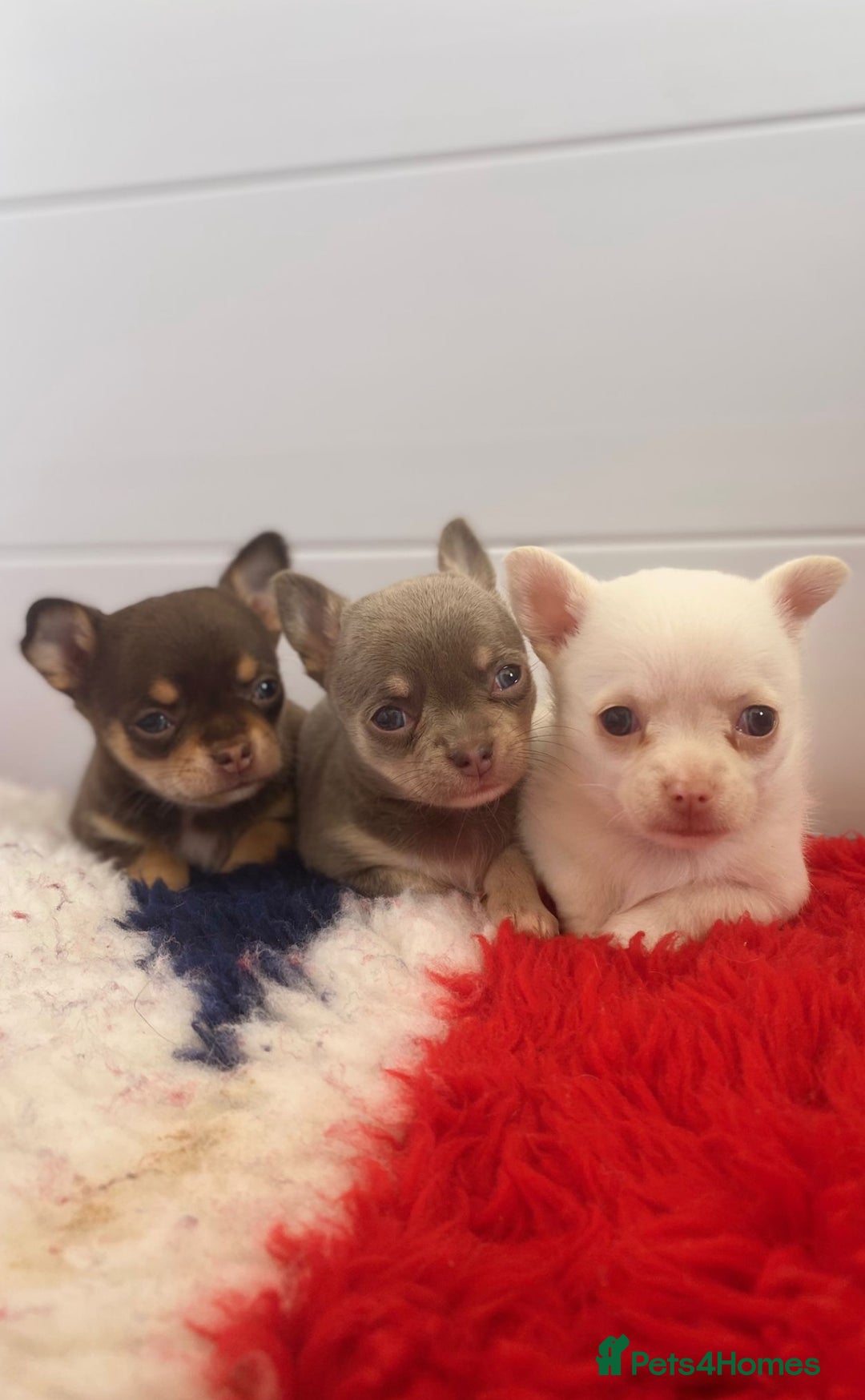 Chihuahua dogs for sale: XS Chocolate and Tan wrapped in Cream Boy  - Image 9