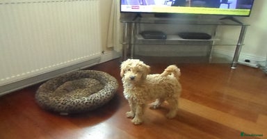 Cavapoo dogs - Advert 4