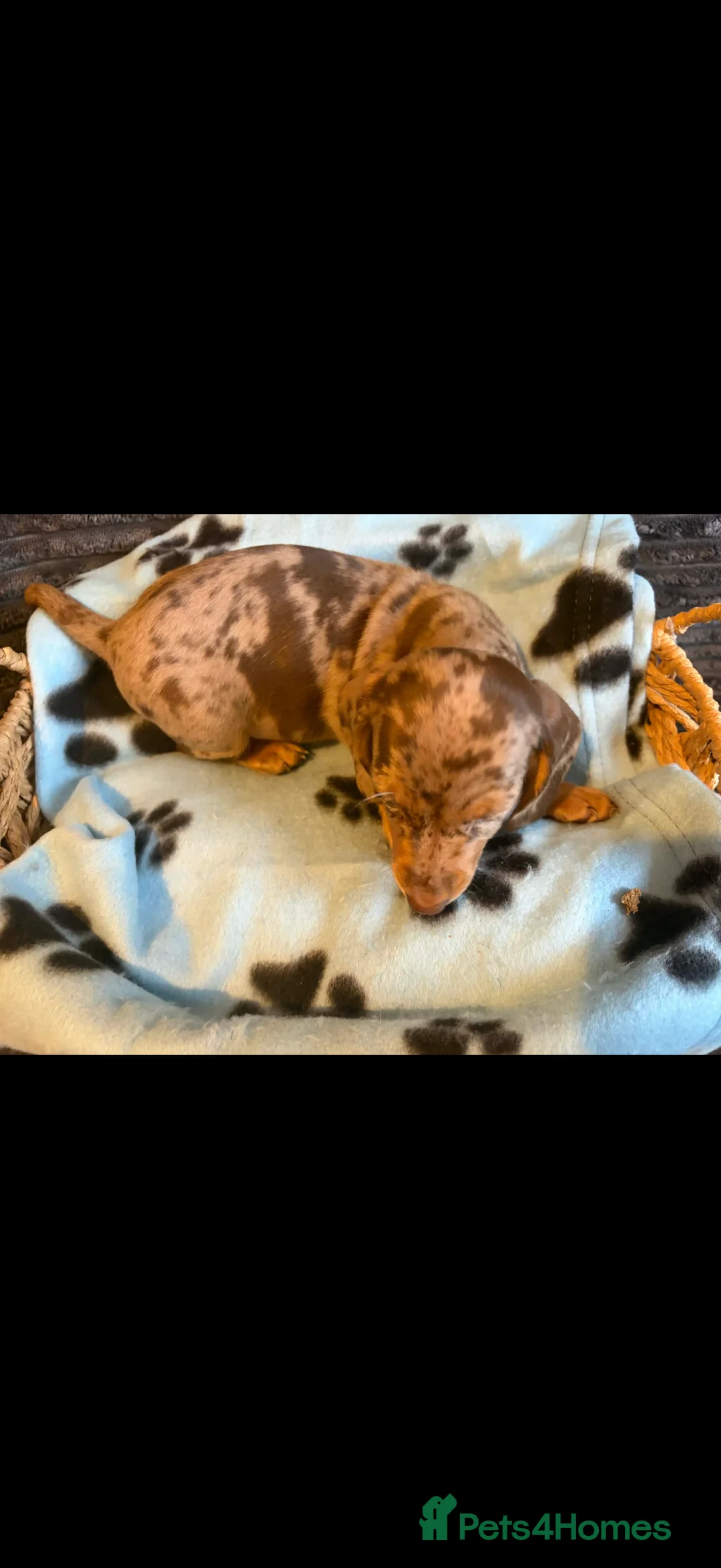 Miniature Dachshund dogs for sale: KC registered Miniature Dachshund puppies  - Advert 24