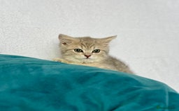 British Shorthair cats for sale: 🐾 Purebred BSH kittens🐾 - Image 10