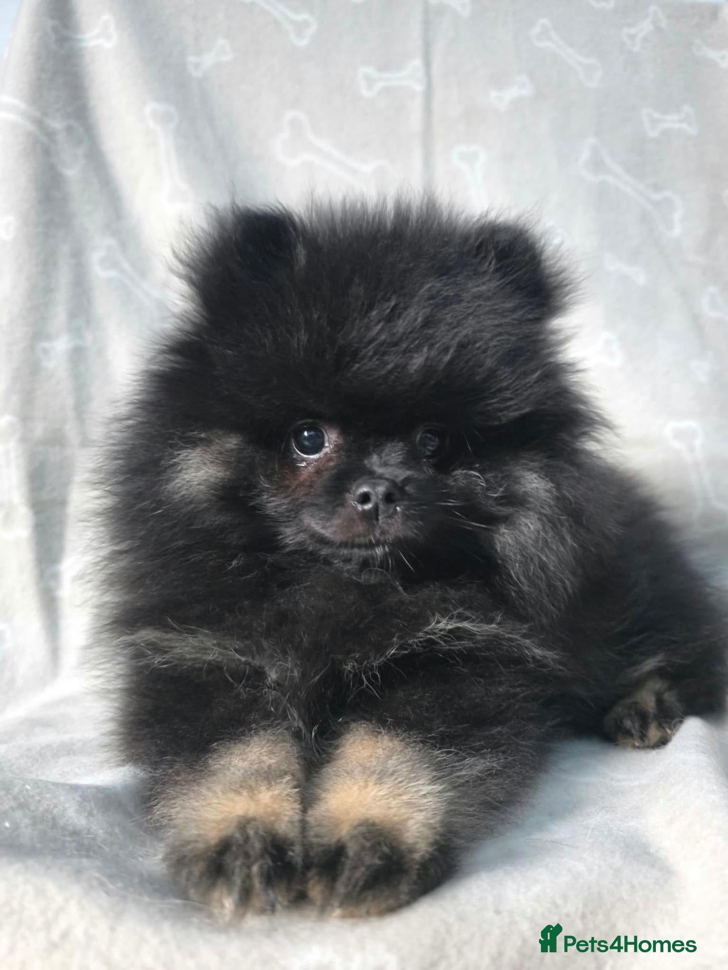 Pomeranian dogs for sale: Beautiful Black Pomeranian looking for Loving Home - Advert 13