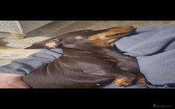 Miniature Dachshund dogs for sale: *CHAMPION LINES* Miniature Dachshund puppies - Image 16