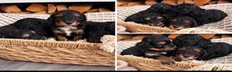 Cavapoo dogs for sale: Stunning Cavapoo puppies 🥰 - Advert 6