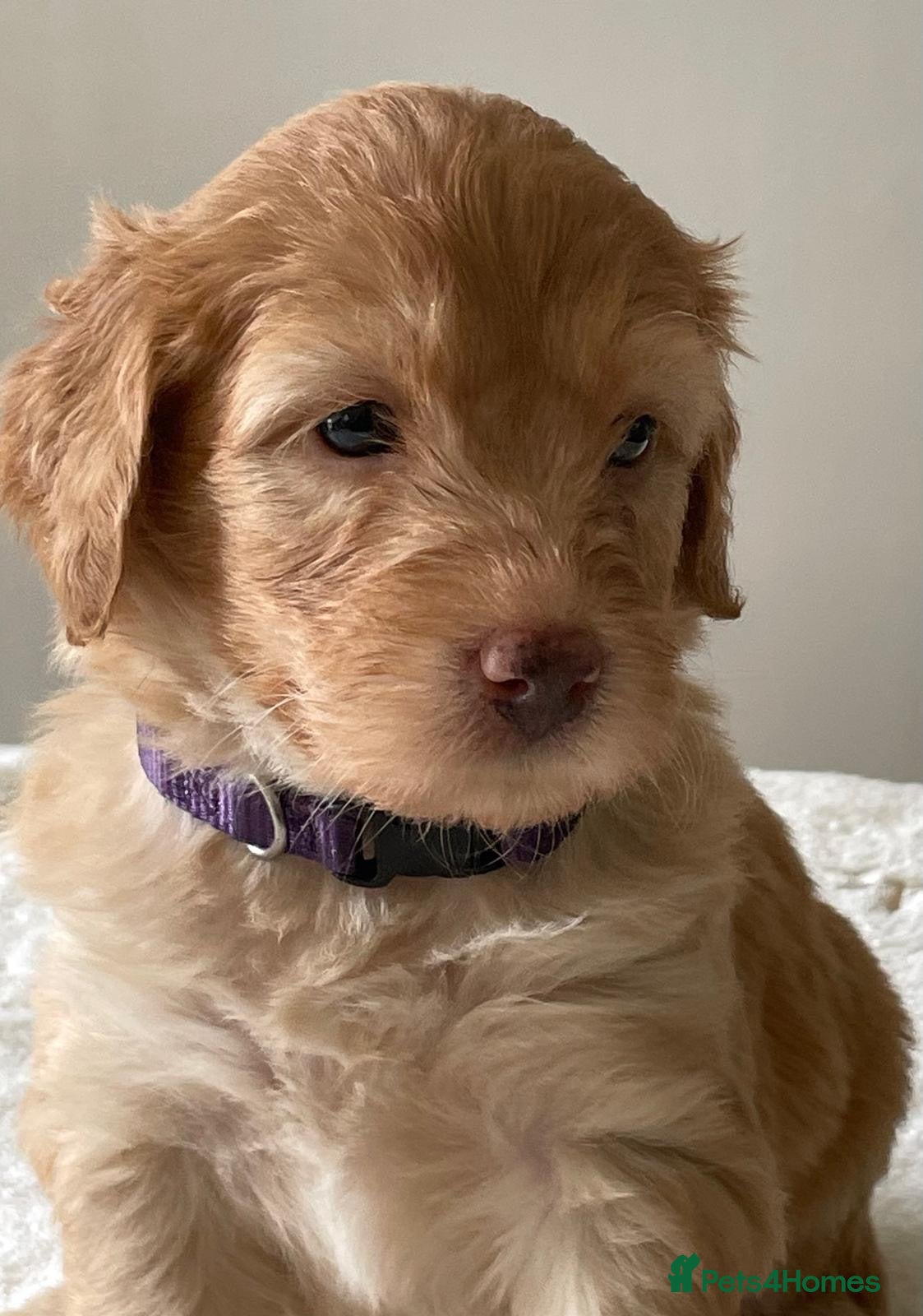 Labradoodle dogs Miniature merle labradoodles  - Advert 1