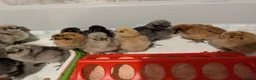 Chickens poultry for sale: Silkie chicks  - Advert 4