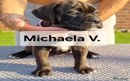 Cane Corso dogs for sale: Champion-Bloodline Cane Corso Puppies  - Image 1