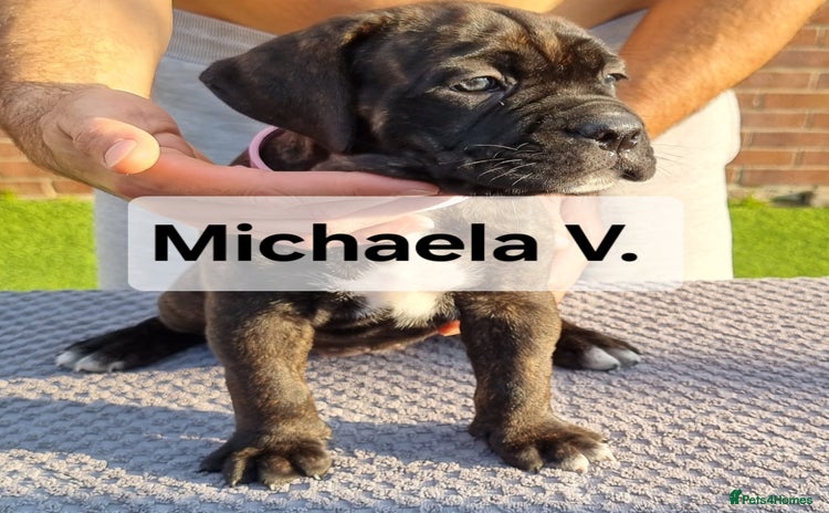 Cane Corso dogs - Advert 3