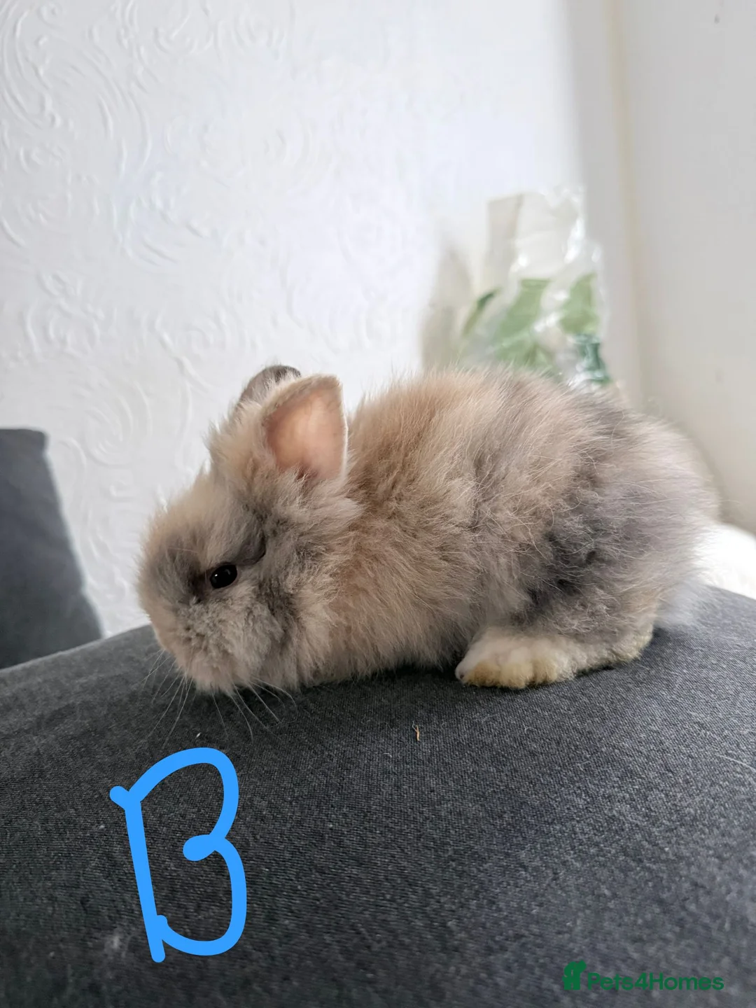Lionhead rabbits for sale: BEAUTIFUL LIONHEAD BABY FOR SALE - Advert 7