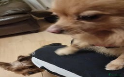 Yorkshire Terrier dogs for sale: Max & Mollie - Image 10