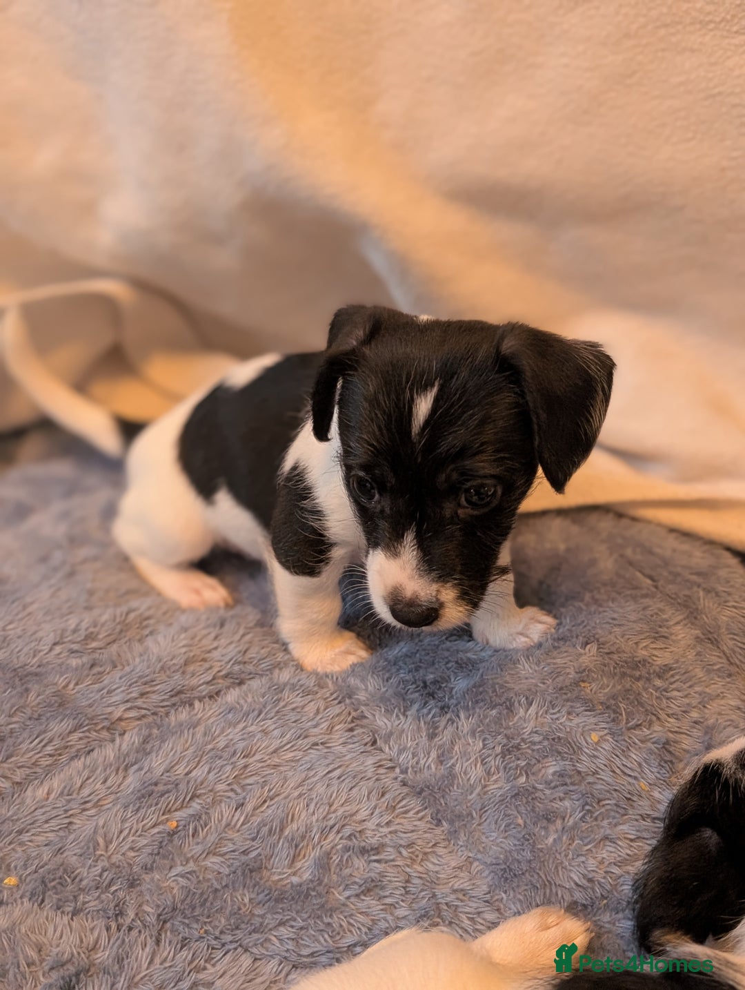 Jackapoo dogs for sale: Gorgeous Jackapoo Puppies for sale  - Image 3