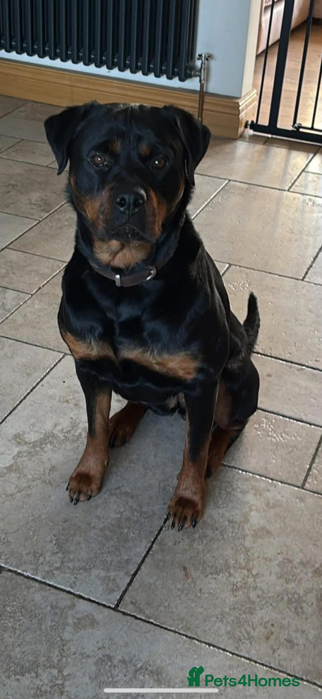 Rottweiler dogs for sale: Stunning Chunky Rotweillers from fantastic parents - Advert 2