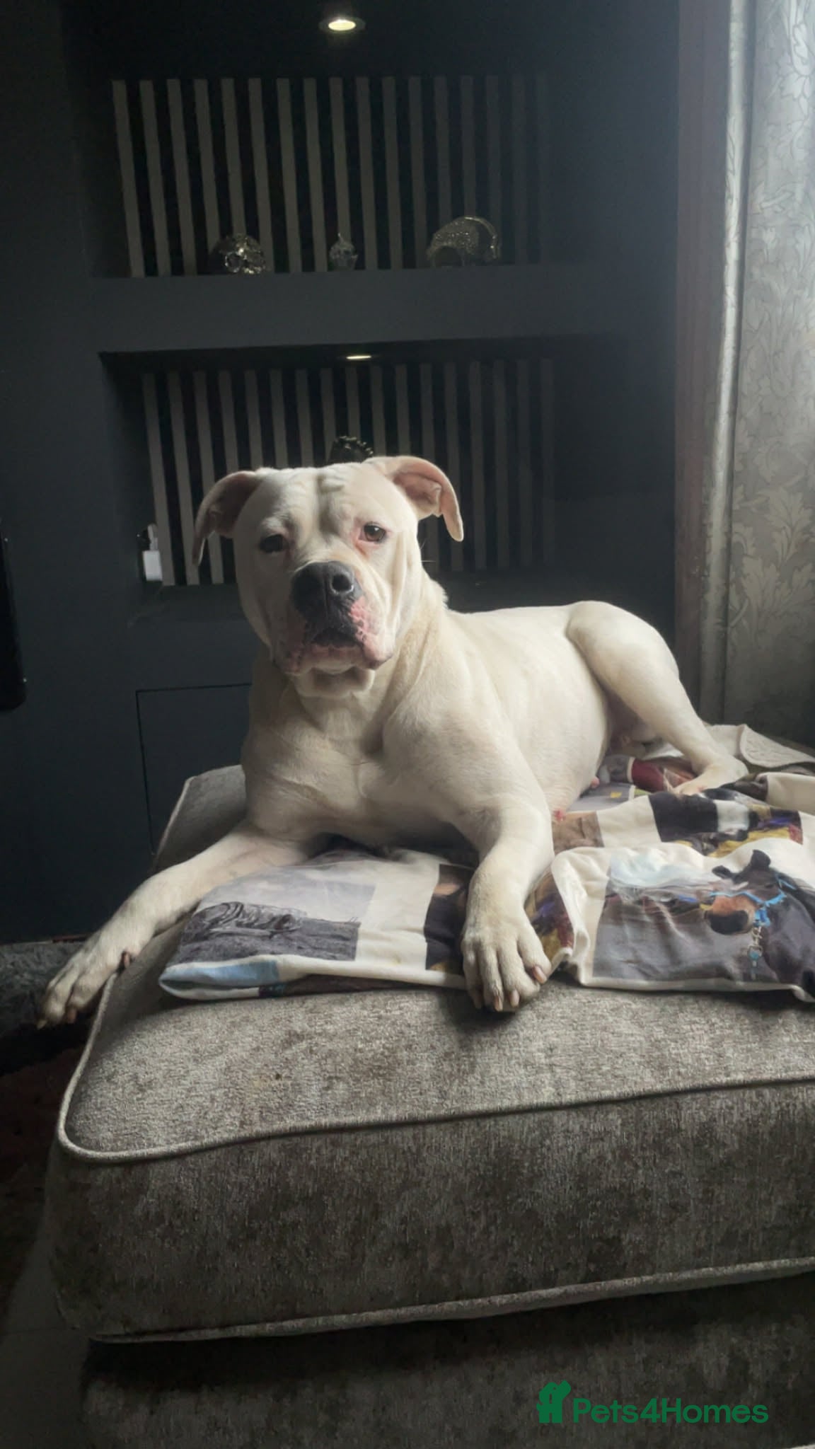 American Bulldog dogs American Bulldog pup - Advert 1