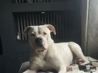 American Bulldog dogs American Bulldog pup - Advert 1