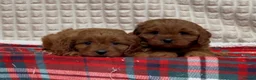 Cavapoo dogs for sale: STUNNING CAVAPOO PUPPIES - Advert 7