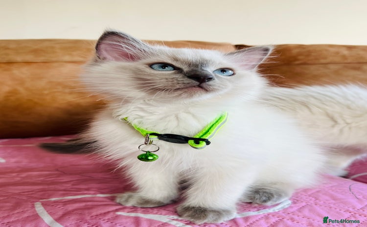Ragdoll cats in London - Advert 13