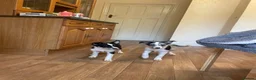 Border Collie dogs for sale: 2x Collie pups for sale in Cheddar - Advert 3