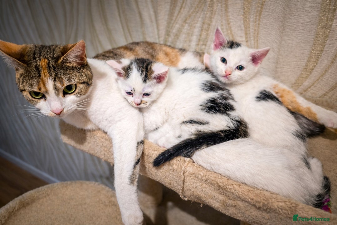 Mixed Breed cats for sale: 🐾 Beautiful, Well-Socialised Kittens 🐾 - Advert 14