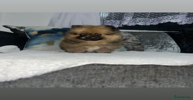 Pomeranian dogs - Advert 10