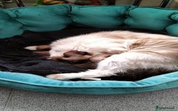 Ragdoll cats for sale: Gorgeous Ragdoll kittens  - Image 10