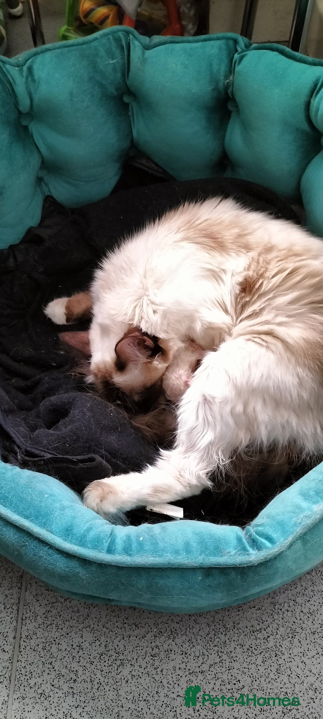 Ragdoll cats for sale: Gorgeous Ragdoll kittens  - Image 10