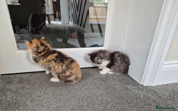 Persian cats for sale: 5 long haired kittens for sale - Image 4