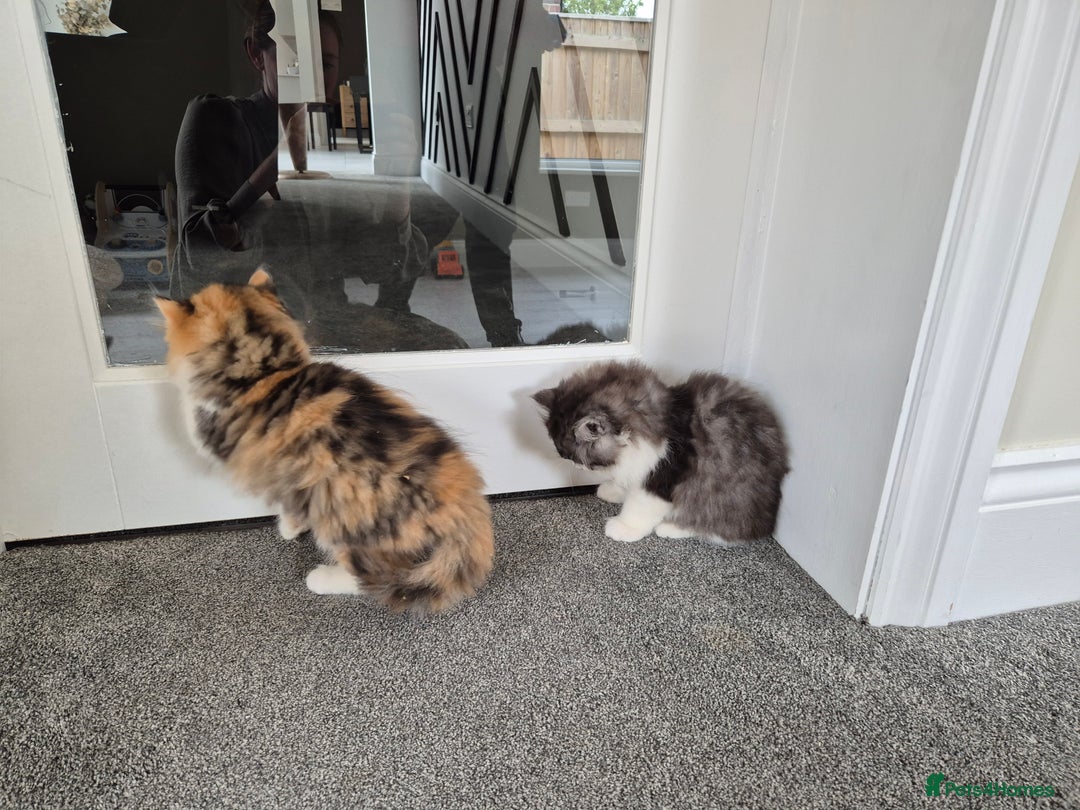 Persian cats for sale: 5 long haired kittens for sale - Image 4