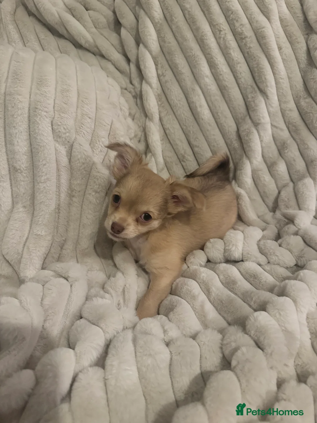 Chihuahua dogs for sale: Fluffy chihuahua girl 8 weeks old  - Advert 3
