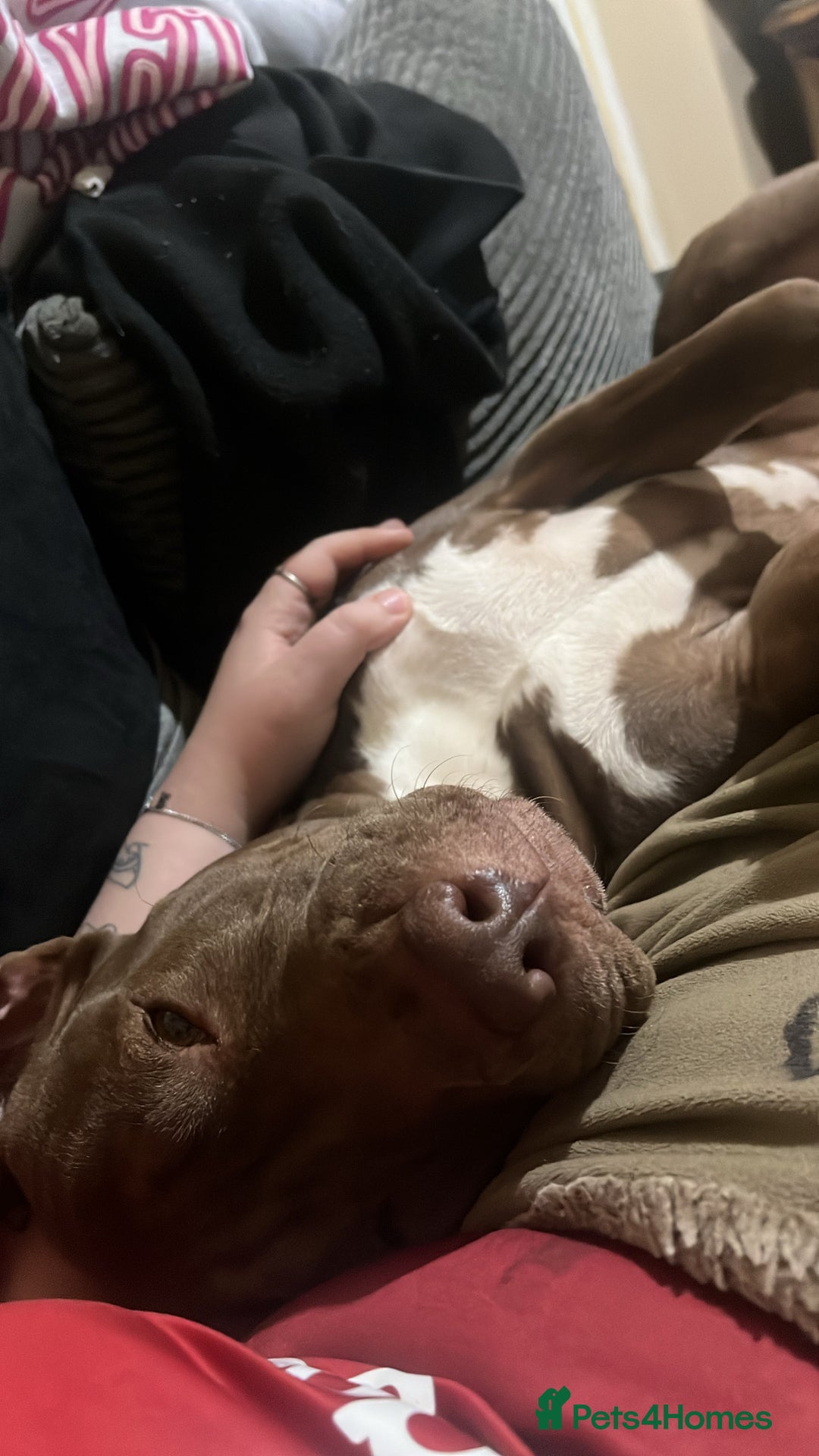 Staffordshire Bull Terrier dogs for stud: staffy cross stud only NOT SALE - Advert 5